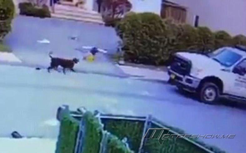 فيديو مروّع للحظة مهاجمة كلب طفل وسط الشارع... ماذا فعل المارّة؟ 