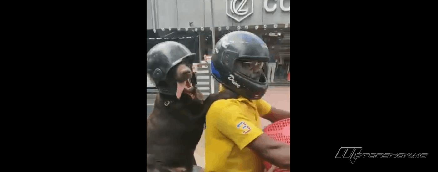 بالفيديو: مشهد لكلب يركب الدراجة يثير ضجة على الانترنت 