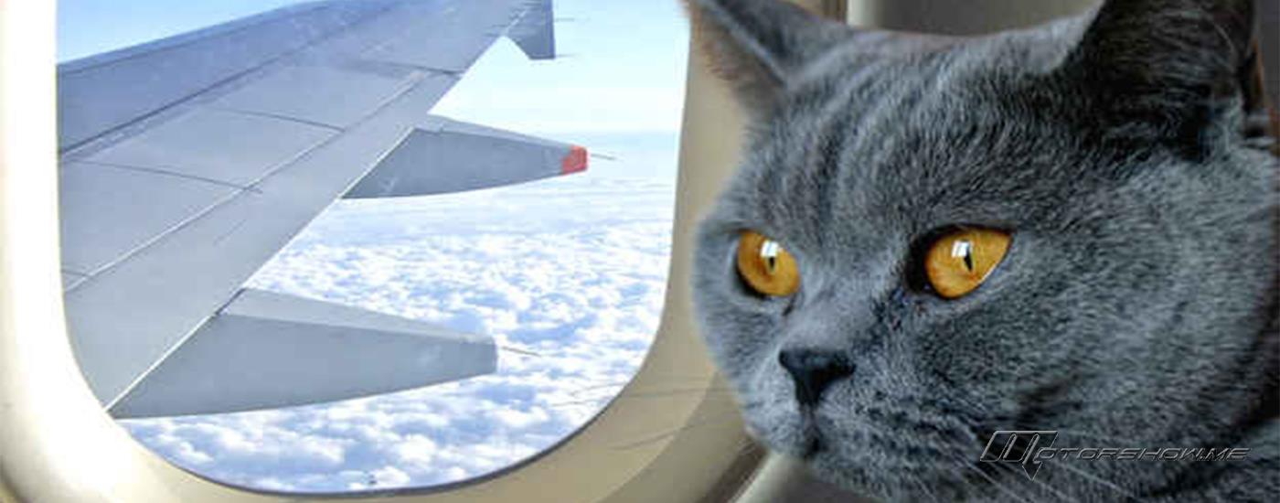 قطة تسبب بهبوط إضطراري لطائرة بعد نصف ساعة على إقلاعها، ما الذي حصل؟