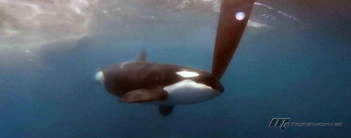 حادثة مأساوية: غرق يخت في مضيق جبل طارق بهجوم سرب حيتان الأوركا القاتل