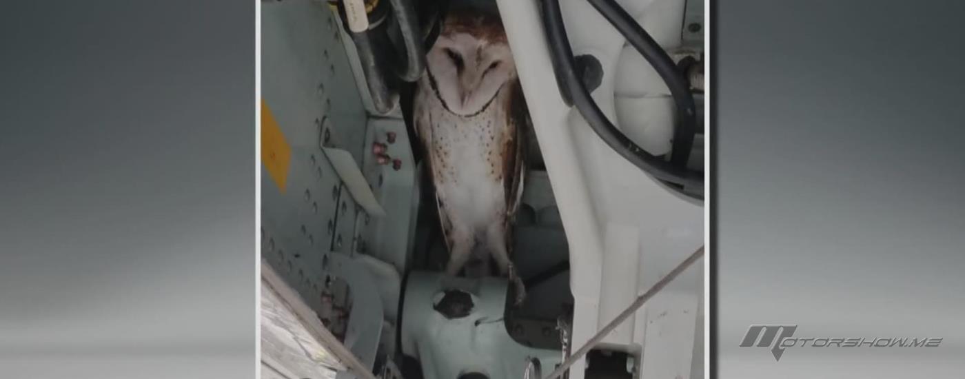 بومة نادرة تؤخر إقلاع طائرة لمدة ساعة