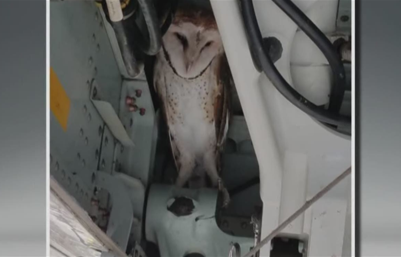 بومة نادرة تؤخر إقلاع طائرة لمدة ساعة