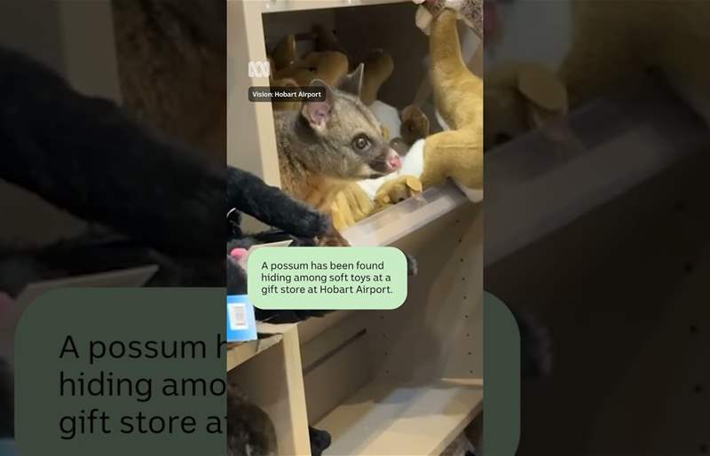 فوضى في المطار… “ضيف” غير متوقع يثير دهشة المسافرين في أستراليا!