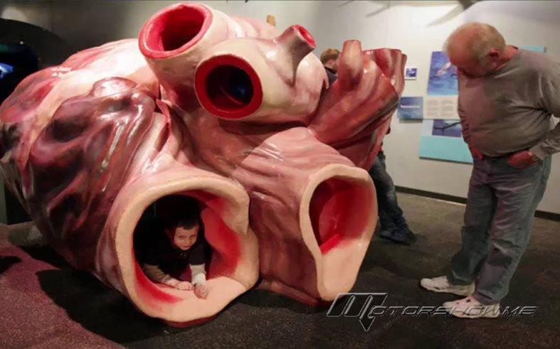 هل تصدّق؟ قلب حيوان بحجم سيارة... شاهدوا الصور! 
