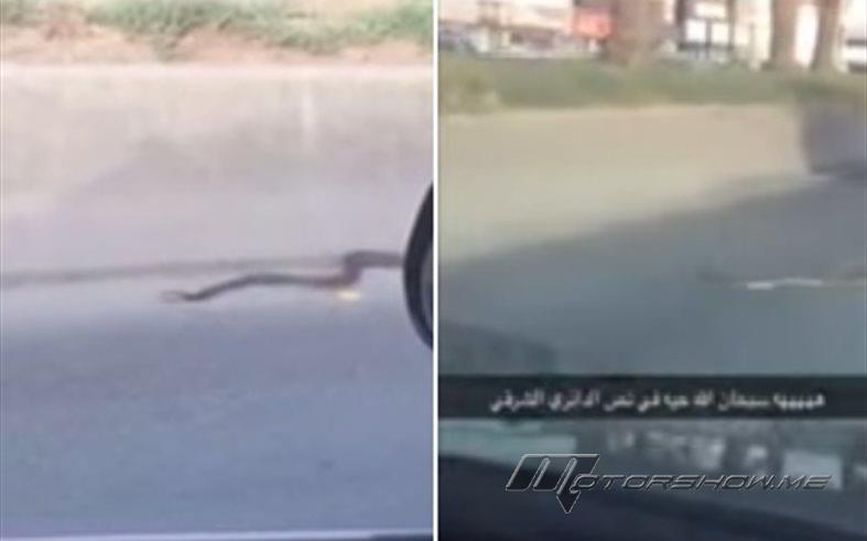 بالفيديو: ‏ثعبان كبير يزحف بين السيارات على طريق الدائري الشرقي بالرياض