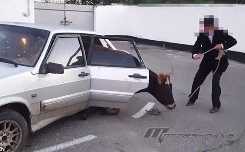 بالفيديو: كيف وصلت هذه البقرة إلى السيارة؟