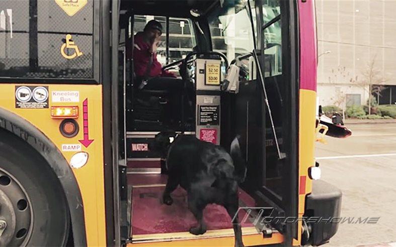 بالفيديو والصور: كلبة مشهورة تركب الحافلة كل يوم بمفردها... أين تذهب؟